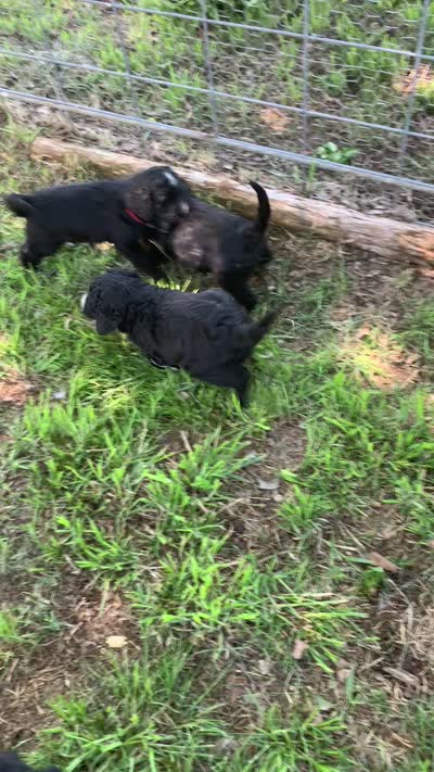 Remi, a male Bernedoodle for sale in Lone Grove, OK – 6 of 6