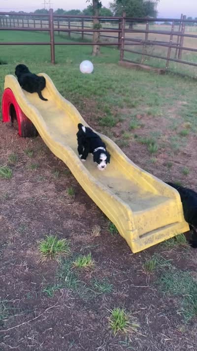 Patches, a female Bernedoodle for sale in Lone Grove, OK – 5 of 5