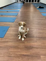 Millie, a female Bernedoodle for sale in Lone Grove, OK – 2 of 5