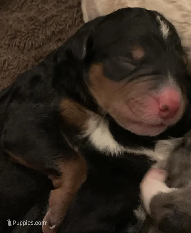 Rhett – Bernedoodle puppy for sale in Lone Grove, OK