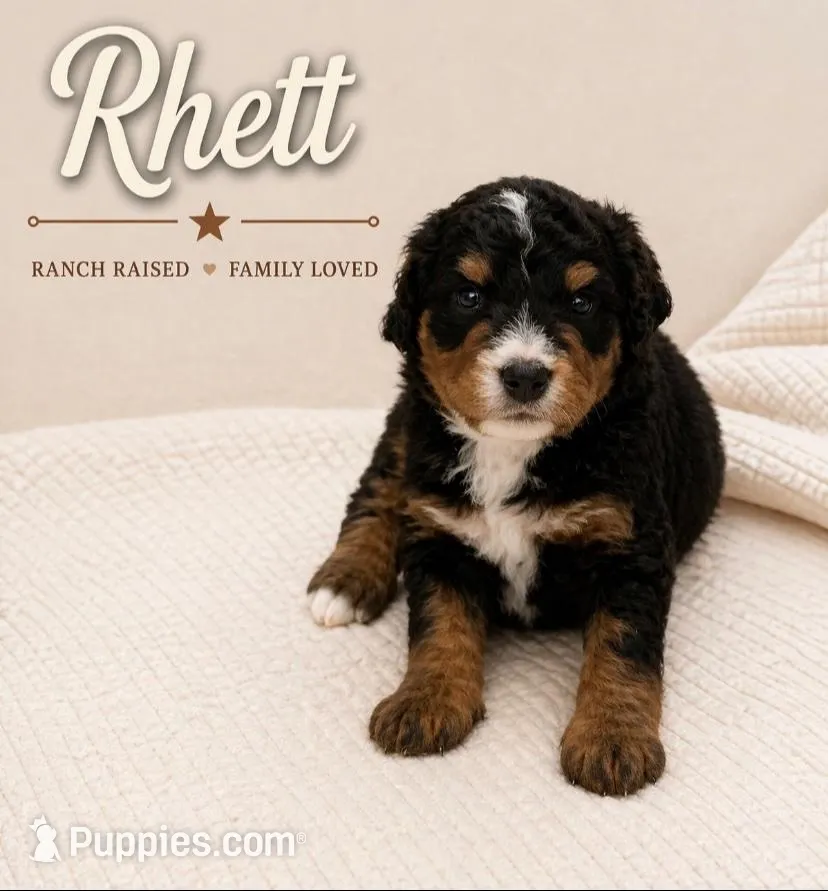 Rhett, a male Bernedoodle for sale in Lone Grove, OK – 2 of 5