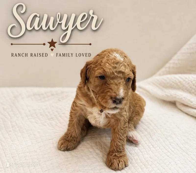 Sawyer – Bernedoodle puppy for sale in Lone Grove, OK