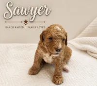 Sawyer, a male Bernedoodle for sale in Lone Grove, OK – 3 of 3