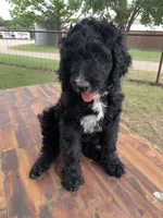 Sierra, a female Bernedoodle for sale in Lone Grove, OK – 1 of 1