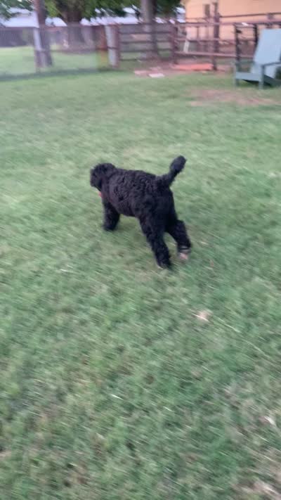 Maverick , a male Bernedoodle for sale in Lone Grove, OK – 5 of 5