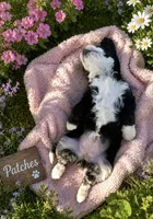 Patched, a female Bernedoodle for sale in Lone Grove, OK – 2 of 2