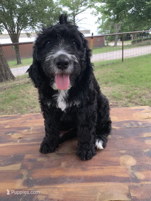 Macie  – Bernedoodle puppy for sale in Lone Grove, OK