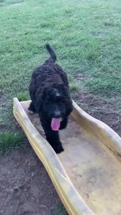 Maverick , a male Bernedoodle for sale in Lone Grove, OK – 4 of 5