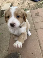 Millie, a female Bernedoodle for sale in Lone Grove, OK – 4 of 5