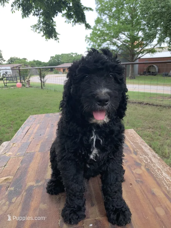 Remi – Bernedoodle puppy for sale in Lone Grove, OK