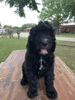 Remi, a male Bernedoodle for sale in Lone Grove, OK – 1 of 1