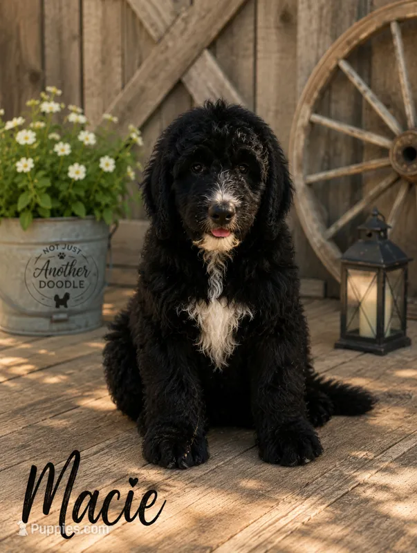 Macie  – Bernedoodle puppy on hold in Lone Grove, OK