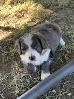 Finn, a male Bernedoodle for sale in Lone Grove, OK – 4 of 6