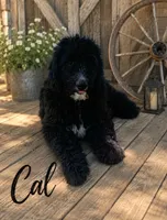 Callahan , a male Bernedoodle for sale in Lone Grove, OK – 1 of 4