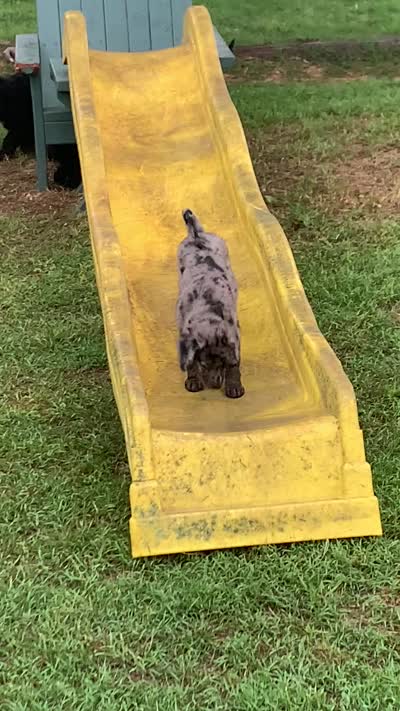 Oakley , a female Bernedoodle for sale in Lone Grove, OK – 6 of 6