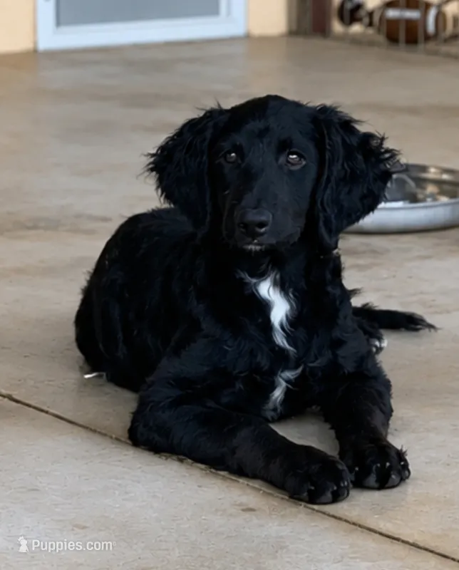 Sara – Bernedoodle puppy for sale in Lone Grove, OK
