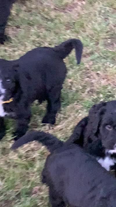 Callahan , a male Bernedoodle for sale in Lone Grove, OK – 3 of 3