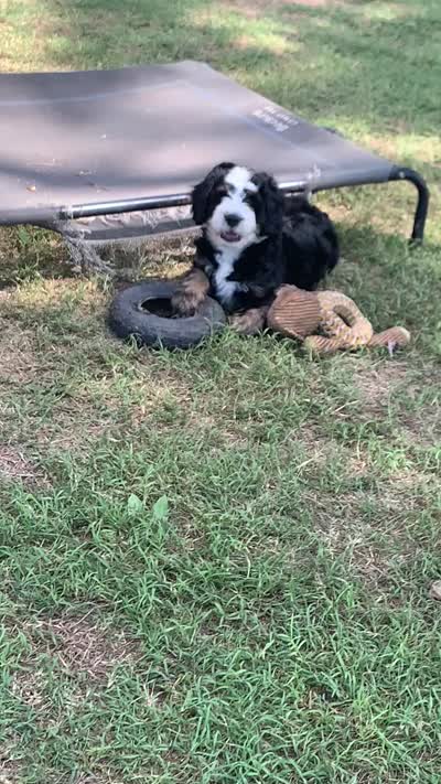 Milo, a male Bernedoodle for sale in Lone Grove, OK – 3 of 3
