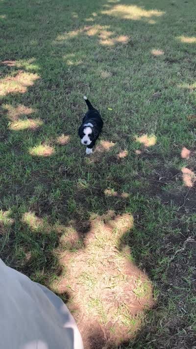 Patches, a female Bernedoodle for sale in Lone Grove, OK – 3 of 3
