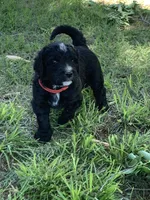 Remi, a male Bernedoodle for sale in Lone Grove, OK – 3 of 6