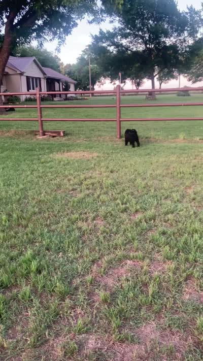Sawyer, a male Bernedoodle for sale in Lone Grove, OK – 2 of 3