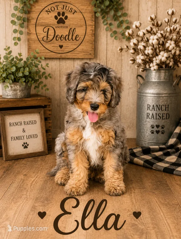 Ella – Bernedoodle puppy for sale in Lone Grove, OK