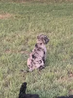 Oakley , a female Bernedoodle for sale in Lone Grove, OK – 2 of 6