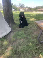 Sierra, a female Bernedoodle for sale in Lone Grove, OK – 3 of 3