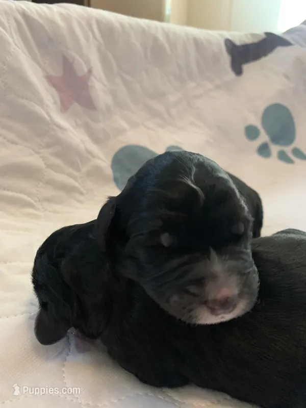 Maverick  – Bernedoodle puppy for sale in Lone Grove, OK