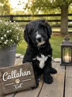 Callahan.    Cal, a male Bernedoodle for sale in Lone Grove, OK – 1 of 1