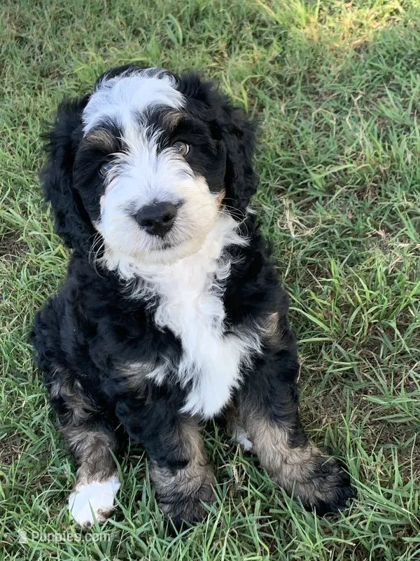 Milo – Bernedoodle puppy for sale in Lone Grove, OK