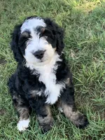 Milo, a male Bernedoodle for sale in Lone Grove, OK – 1 of 4