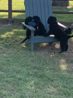 Wyatt, a male Bernedoodle for sale in Lone Grove, OK – 3 of 4