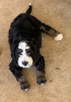 Milo, a male Bernedoodle for sale in Lone Grove, OK – 2 of 3