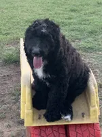 Maverick , a male Bernedoodle for sale in Lone Grove, OK – 2 of 5