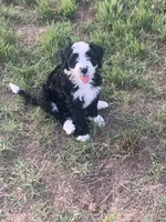 Patches, a female Bernedoodle for sale in Lone Grove, OK – 3 of 5