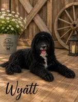 Wyatt, a male Bernedoodle for sale in Lone Grove, OK – 1 of 5