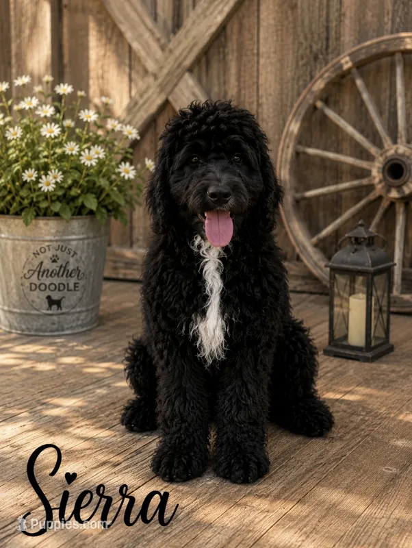 Sierra – Bernedoodle puppy for sale in Lone Grove, OK