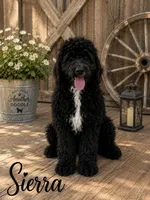 Sierra, a female Bernedoodle for sale in Lone Grove, OK – 1 of 3