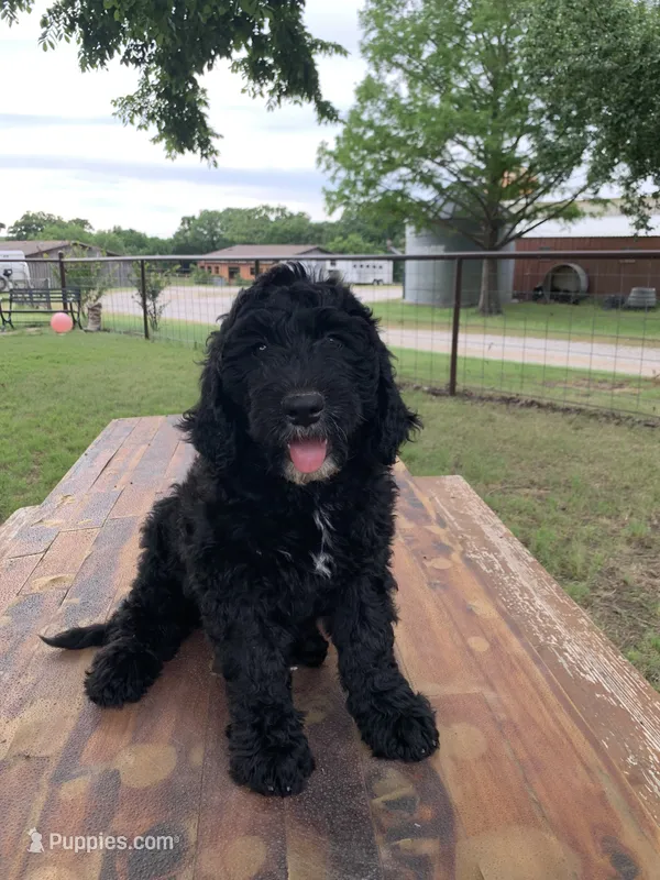 Wyatt – Bernedoodle puppy for sale in Lone Grove, OK