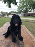 Wyatt, a male Bernedoodle for sale in Lone Grove, OK – 1 of 1