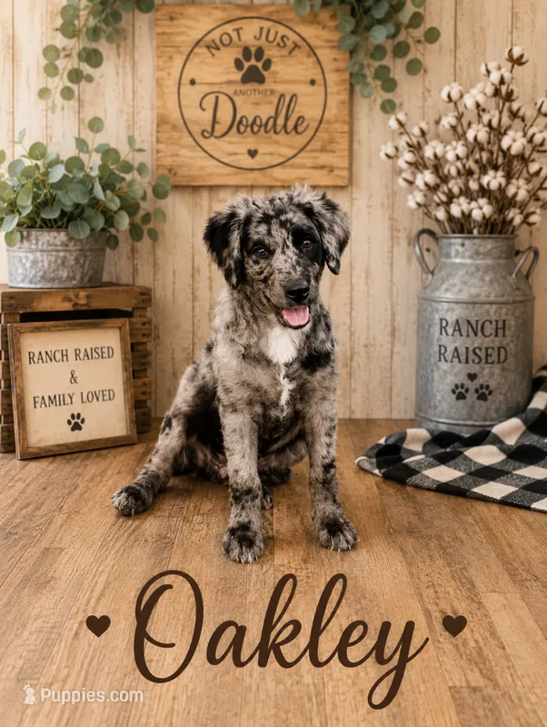 Oakley  – Bernedoodle puppy for sale in Lone Grove, OK