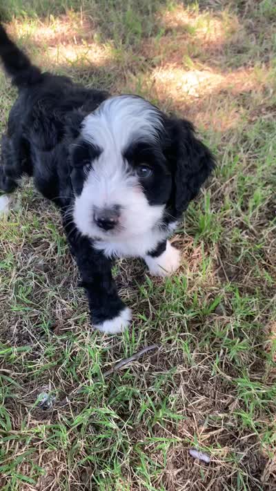 Patches, a female Bernedoodle for sale in Lone Grove, OK – 4 of 5