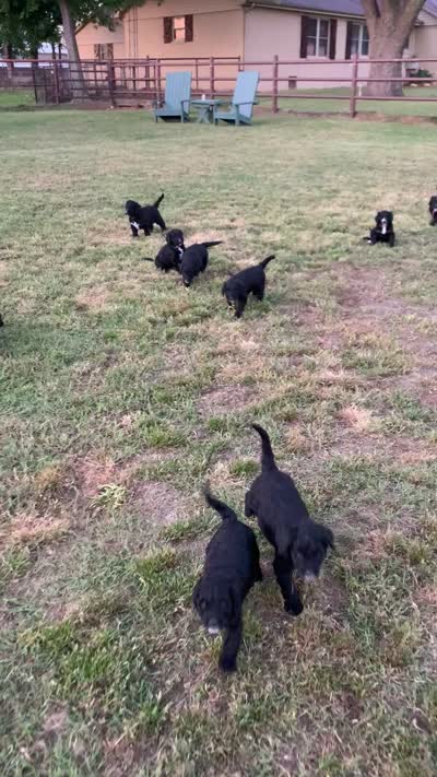 Remi, a male Bernedoodle for sale in Lone Grove, OK – 5 of 6