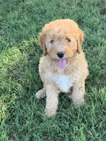 Sawyer, a male Bernedoodle for sale in Lone Grove, OK – 1 of 3