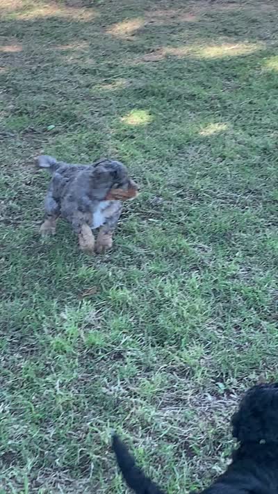 Ella, a female Bernedoodle for sale in Lone Grove, OK – 3 of 3