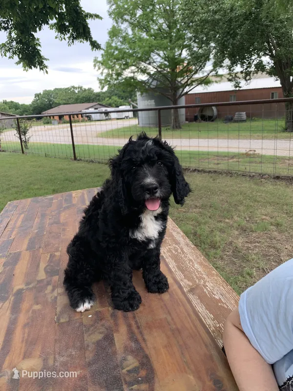 Maverick  – Bernedoodle puppy for sale in Lone Grove, OK