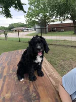 Maverick , a male Bernedoodle for sale in Lone Grove, OK – 1 of 1