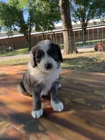 Finn, a male Bernedoodle for sale in Lone Grove, OK – 5 of 6