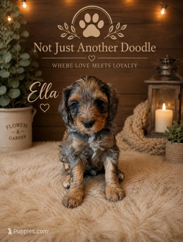 Ella – Bernedoodle puppy for sale in Lone Grove, OK